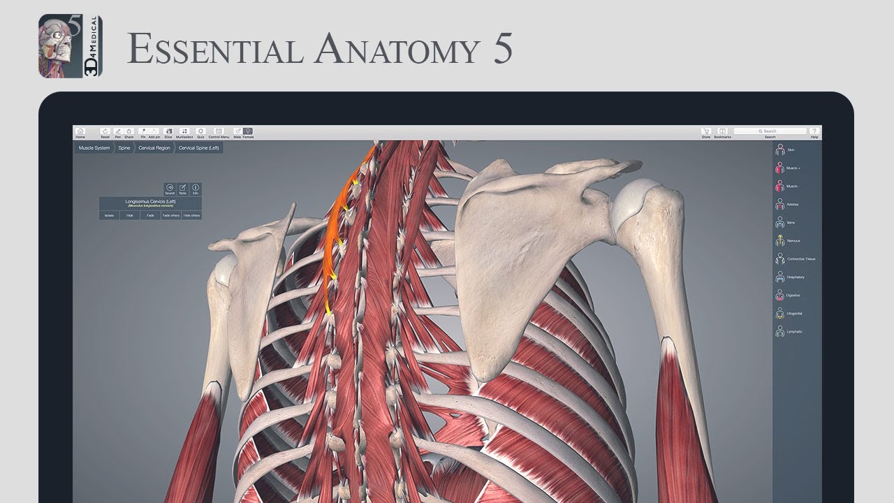 Essential Anatomy 5 Mac Download